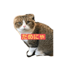 桜田さん家のねこ（個別スタンプ：6）