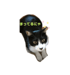 桜田さん家のねこ（個別スタンプ：8）