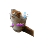 桜田さん家のねこ（個別スタンプ：10）