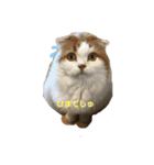 桜田さん家のねこ（個別スタンプ：13）