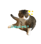 桜田さん家のねこ（個別スタンプ：14）