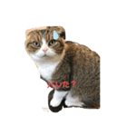 桜田さん家のねこ（個別スタンプ：15）