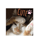 にゃんneko╹◡╹（個別スタンプ：1）