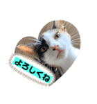 にゃんneko╹◡╹（個別スタンプ：2）