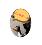 にゃんneko╹◡╹（個別スタンプ：5）