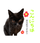 黒猫のえーちゃん♥パート2（個別スタンプ：1）