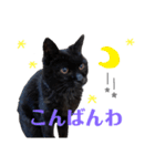 黒猫のえーちゃん♥パート2（個別スタンプ：2）