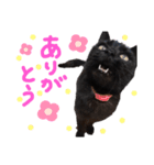黒猫のえーちゃん♥パート2（個別スタンプ：3）