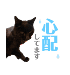 黒猫のえーちゃん♥パート2（個別スタンプ：10）