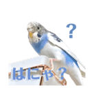 日常の癒しそらちゃんスタンプ  第三弾！（個別スタンプ：1）
