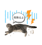 ももっち4（個別スタンプ：15）