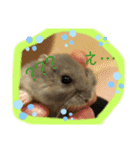おハムのジョージの日常（個別スタンプ：16）