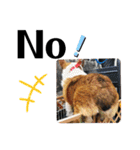 THE CORGI  ザ▪コーギー（個別スタンプ：1）