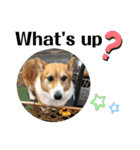 THE CORGI  ザ▪コーギー（個別スタンプ：2）