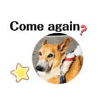 THE CORGI  ザ▪コーギー（個別スタンプ：3）