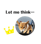 THE CORGI  ザ▪コーギー（個別スタンプ：5）