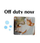 THE CORGI  ザ▪コーギー（個別スタンプ：6）