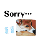 THE CORGI  ザ▪コーギー（個別スタンプ：7）