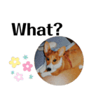 THE CORGI  ザ▪コーギー（個別スタンプ：9）