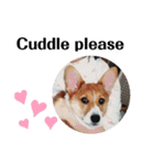 THE CORGI  ザ▪コーギー（個別スタンプ：10）