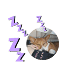 THE CORGI  ザ▪コーギー（個別スタンプ：12）