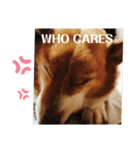THE CORGI  ザ▪コーギー（個別スタンプ：13）