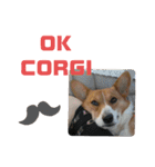 THE CORGI  ザ▪コーギー（個別スタンプ：14）