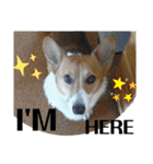 THE CORGI  ザ▪コーギー（個別スタンプ：15）