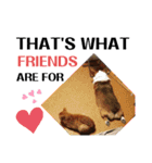 THE CORGI  ザ▪コーギー（個別スタンプ：16）