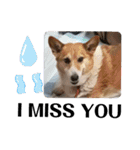 THE CORGI  ザ▪コーギー（個別スタンプ：17）
