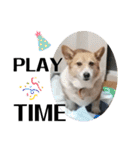 THE CORGI  ザ▪コーギー（個別スタンプ：18）