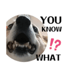 THE CORGI  ザ▪コーギー（個別スタンプ：20）