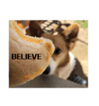 THE CORGI  ザ▪コーギー（個別スタンプ：23）