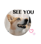 THE CORGI  ザ▪コーギー（個別スタンプ：24）