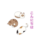 猫好きさん大集合♪(敬語・丁寧語)（個別スタンプ：14）