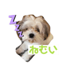 もふもふcoo（個別スタンプ：1）