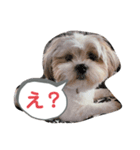 もふもふcoo（個別スタンプ：2）