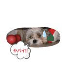 もふもふcoo（個別スタンプ：6）