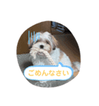 もふもふcoo（個別スタンプ：8）