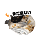 まつうら家あにまるず②（個別スタンプ：9）