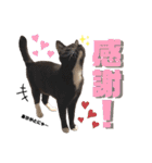 まつうら家あにまるず②（個別スタンプ：28）
