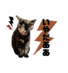 まつうら家あにまるず②（個別スタンプ：33）
