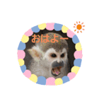 わくわく動物王国3（個別スタンプ：1）