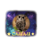 わくわく動物王国3（個別スタンプ：4）