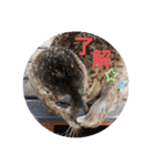 わくわく動物王国3（個別スタンプ：13）