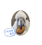 わくわく動物王国3（個別スタンプ：15）