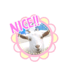 わくわく動物王国3（個別スタンプ：21）