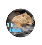 わくわく動物王国3（個別スタンプ：27）
