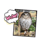 わくわく動物王国3（個別スタンプ：35）