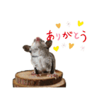 かわいいフクロモモンガ小豆 -Sugarglider-（個別スタンプ：3）